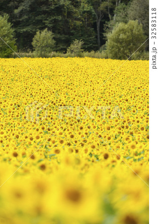 一面のヒマワリ(バックグラウンド) 一面のヒマワリ(バックグラウンド) 32583118
