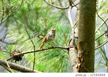 松の木とウグイス 32583669