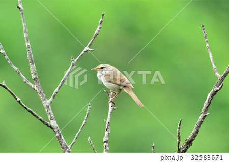 ウグイス ウグイス 32583671