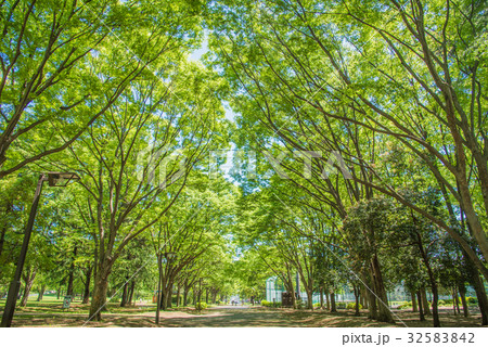 砧公園 砧公園 32583842