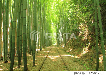 竹林と廃線 竹林と廃線 32584758