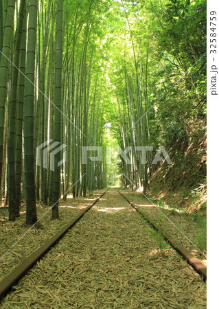 竹林と廃線 竹林と廃線 32584759