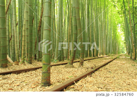 竹林と廃線 竹林と廃線 32584760