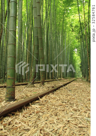 竹林と廃線 竹林と廃線 32584761