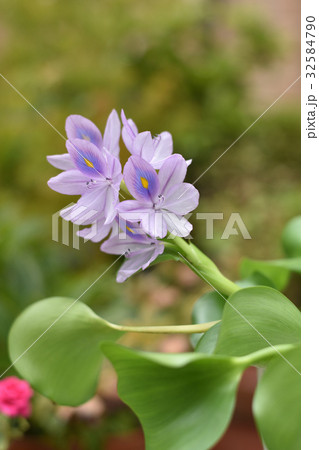 ホテイアオイ 32584790