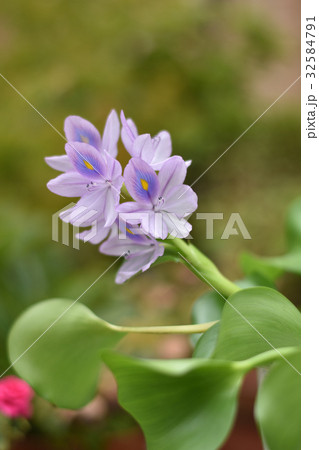 ホテイアオイ ホテイアオイ 32584791