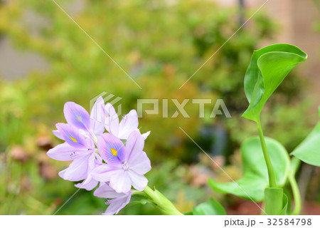 ホテイアオイ 32584798