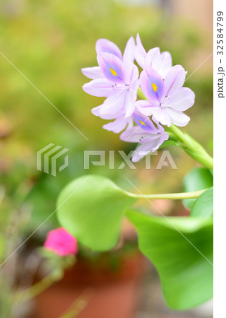 ホテイアオイ 32584799