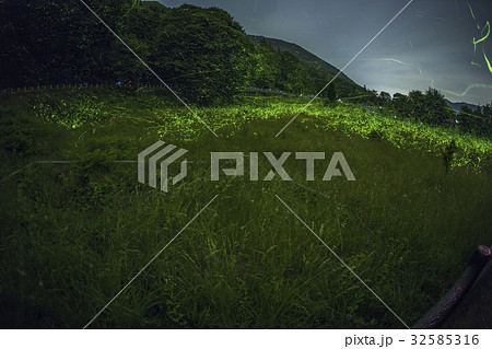 fireflies in nagano tatsuno park fireflies in nagano tatsuno park 32585316