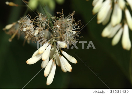 自然 植物 タケニグサ、咲く前の方がきれいな花。白い萼片は開花と同時に落ち、花びらはありません 自然 植物 タケニグサ、咲く前の方がきれいな花。白い萼片は開花と同時に落ち、花びらはありません 32585489