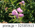 シモツケの花 32585913