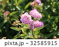 シモツケの花 32585915