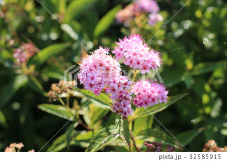 シモツケの花 32585915