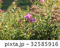 シモツケの花 32585916