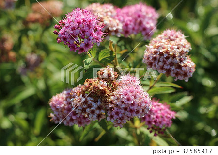 シモツケの花 32585917