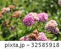 シモツケの花 32585918