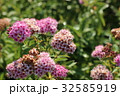 シモツケの花 32585919