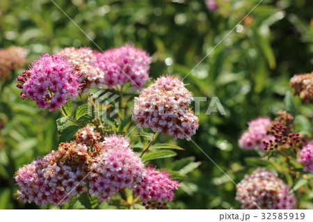 シモツケの花 32585919