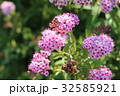 シモツケの花 32585921