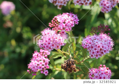 シモツケの花 32585921