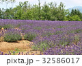 ラベンダーの花 32586017