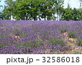 ラベンダーの花 32586018