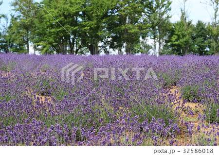 ラベンダーの花 32586018