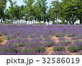 ラベンダーの花 32586019