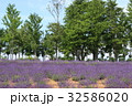 ラベンダーの花 32586020