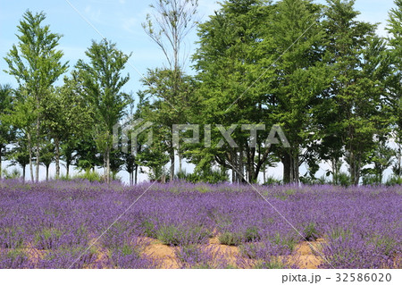 ラベンダーの花 ラベンダーの花 32586020