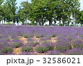 ラベンダーの花 32586021