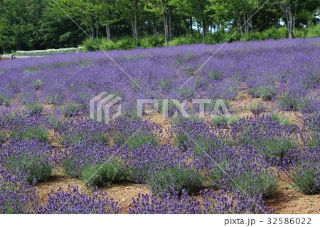 ラベンダーの花 32586022
