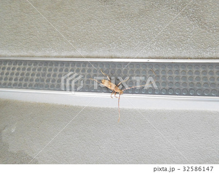 キマダラカミキリ 32586147