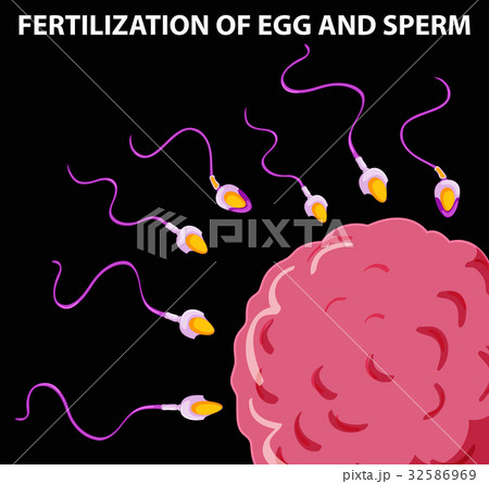 fertilization of egg
