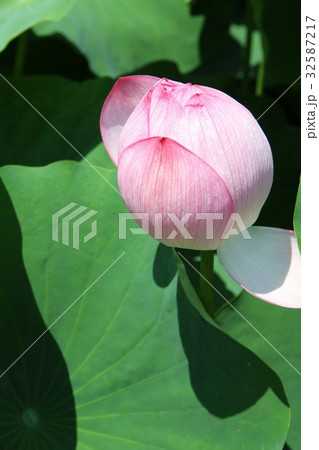 蓮の花 32587217