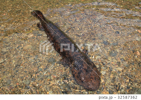 オオサンショウウオ　大山椒魚 32587362
