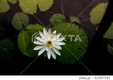 White lotus White lotus 32587585