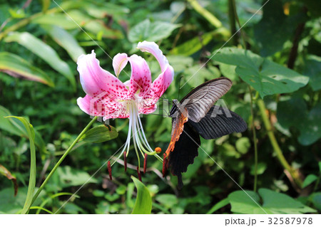 カノコユリの花の蜜を吸うクロアゲハ カノコユリの花の蜜を吸うクロアゲハ 32587978