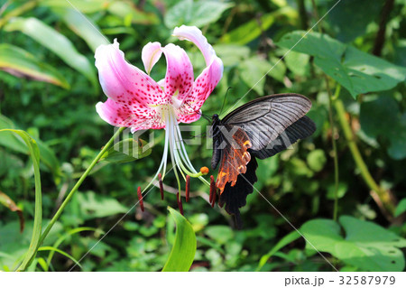 カノコユリの花の蜜を吸うクロアゲハ カノコユリの花の蜜を吸うクロアゲハ 32587979
