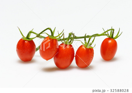 採れたてトマト 32588028