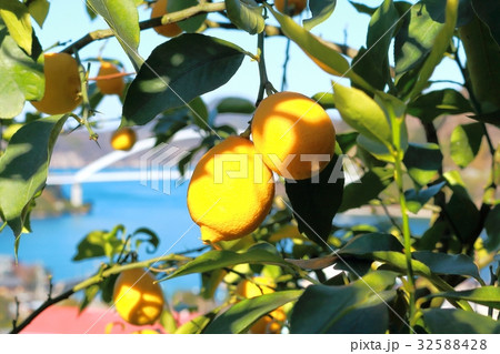 瀬戸内四季成りレモンの写真素材
