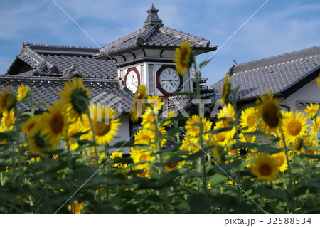 野良時計とヒマワリ 32588534
