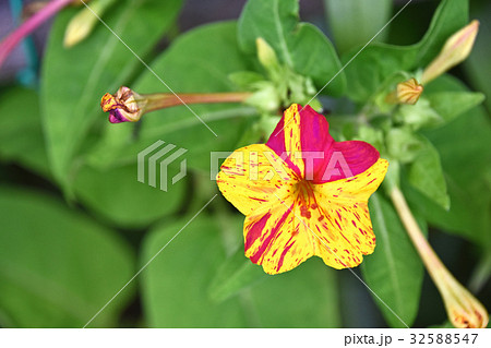 オシロイバナ（白粉花） 32588547