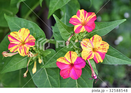 オシロイバナ（白粉花） 32588548