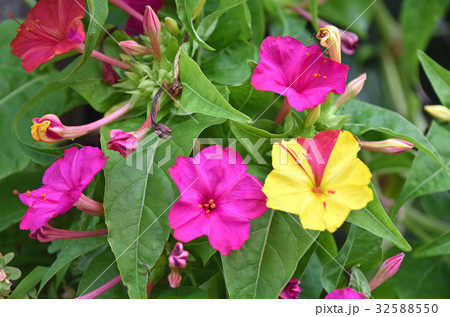 オシロイバナ(白粉花) オシロイバナ(白粉花) 32588550