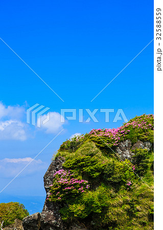 雲仙 立岩の峰 ミヤマキリシマ 32588559