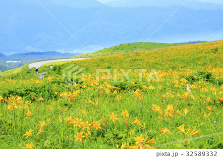 ニッコウキスゲ咲く霧ヶ峰 32589332