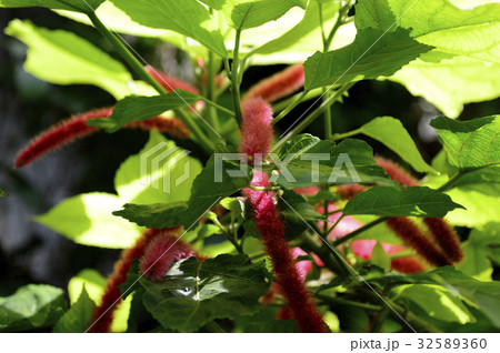 70108　ベニヒモノキ 32589360