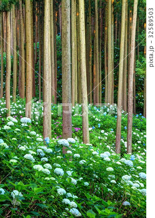 紫陽花の森 紫陽花の森 32589503
