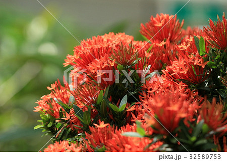 イソクラ 32589753